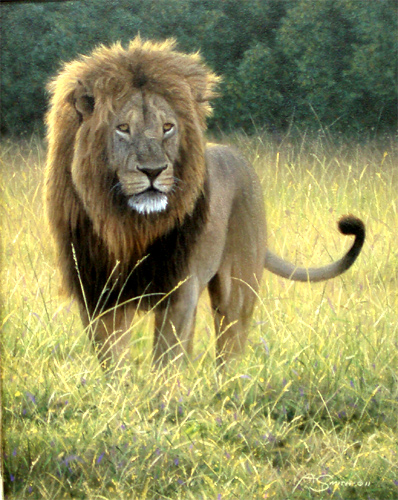 "Nomad"- Lion - by Adam Smith