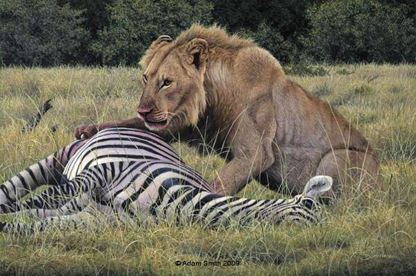 Killer Instinct (lion) by Adam Smith