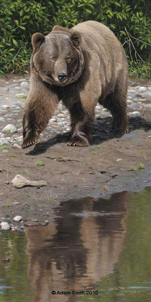 Summer Reflections (bear) by Adam Smith