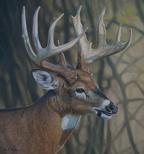 In His Prime  - White-tailed Deer -  by Darin Miller