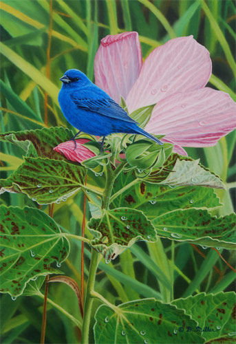 Passing Show - Indigo Bunting -   by Darin Miller