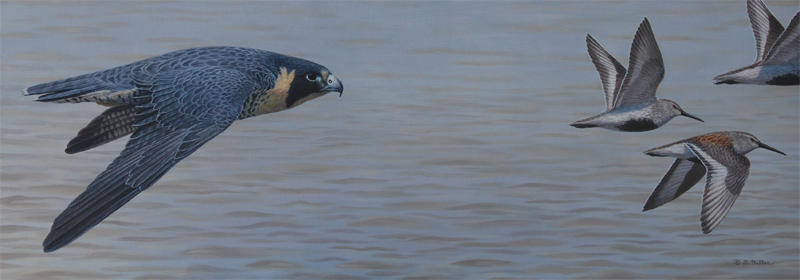 Harrassing the Shorebirds  by Darin Miller