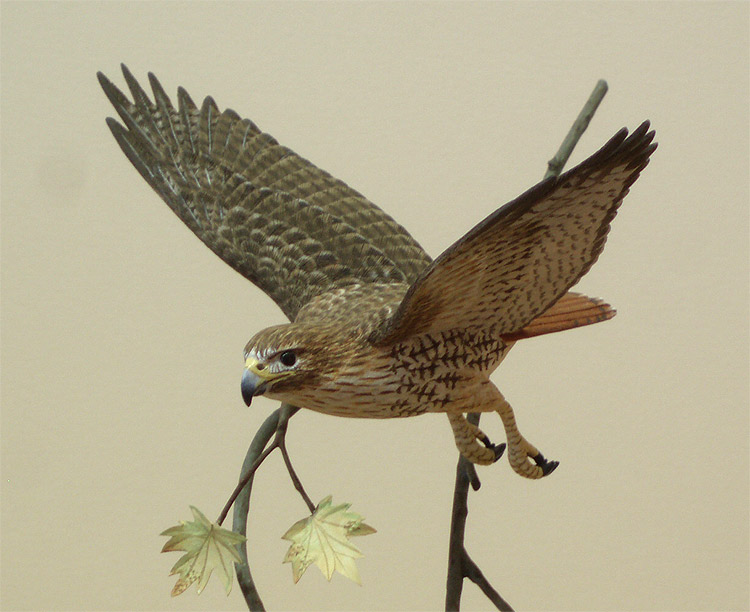 Mini Flying Red Tail Hawk by Manfred Scheel