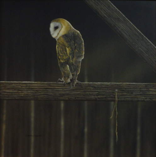 Rafters Barn Owl - by Richard Clifton