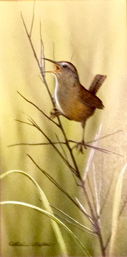 Marsh Wren - by Richard Clifton