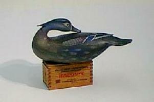 Hen Wood Duck by Bob White