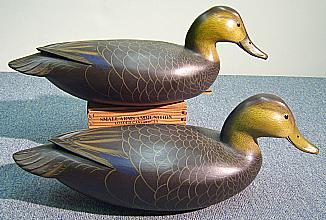 Black Duck Pair