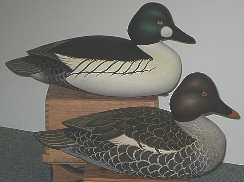 Common Golden-Eye Pair