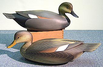 Gadwall Pair