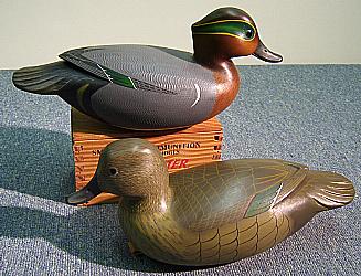 Green Wing Teal
