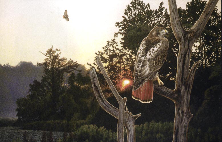 Hawk Painting by Richard Clifton