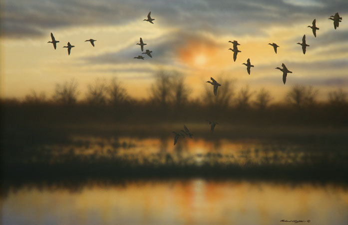 Evening Flight - Green Winged Teal