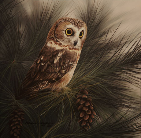 Saw Whet Owl