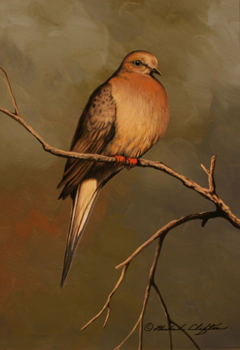 Dove by Richard Clifton
