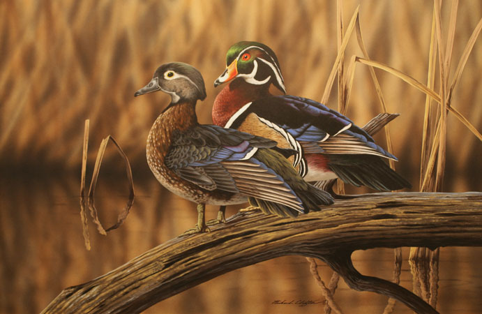 Wood Ducks by Richard Clifton