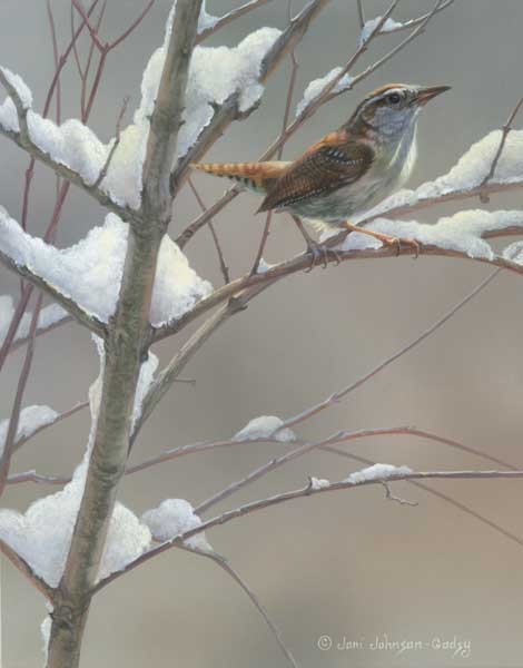 Caronlina Wren by Joni Johnson-Godsy
