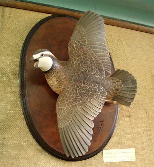 Frank Finney Life Size Flying Quail