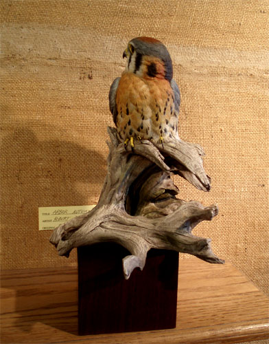 Bob Guge - Lifesize Kestrel Decorative  ...loading...