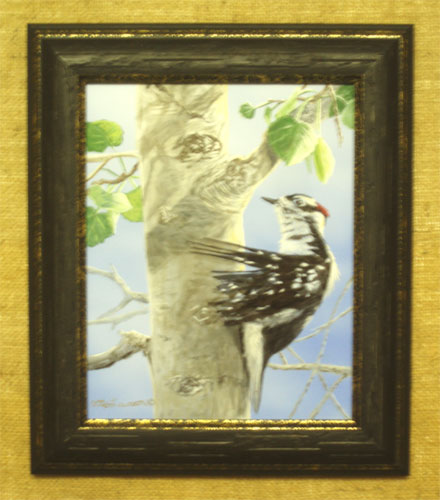 Otto Lawson- Splash of Red - Downy Woodpecker