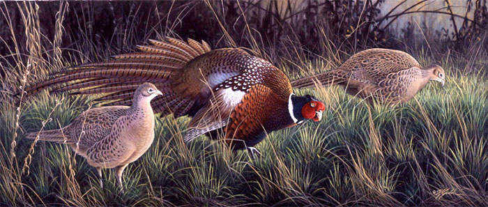 Pheasant by Wil Goebel