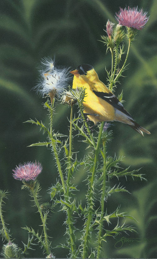 Scott Storm - Goldfinch