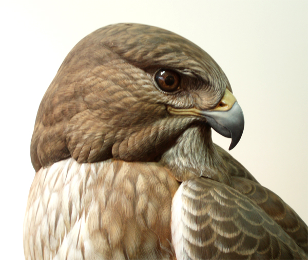 Red Tailed Hawk by Greg Pedersen