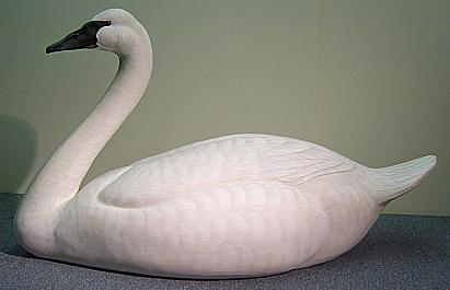 Swan High Head